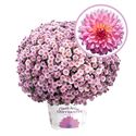 Bild von Bolchrysant P19 Pink